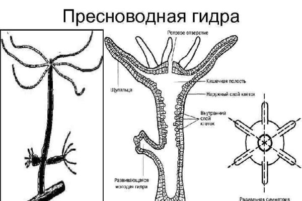 Ссылка на кракен тор kraken2 4aa337